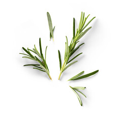 Fresh green organic rosemary leaves isolated on white background. With clipping path. Transparent background and natural transparent shadow; Ingredient, spice for cooking. Rosemary herb collection