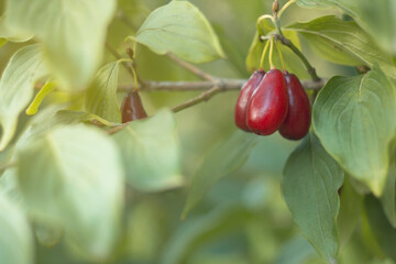 Cornus fruit.Red ripe dogwood berries are hanging on a branch of dogwood tree in a garden on a sunny day. Cornelian Cherry Dogwood. Branch of dogwood berry. Natural products. Empty space for your text