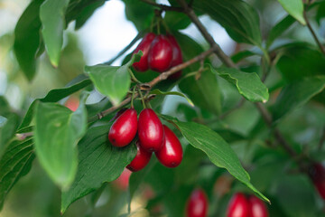 Cornus fruit. Red ripe dogwood berries on a branch of dogwood tree in a garden on a blurred background of lush greenery. Cornel, Cornelian Cherry Dogwood rich fruit harvest. Close up macro.