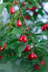 Cornus fruit.Red ripe dogwood berries are hanging on a branch of dogwood tree. Cornel, Cornelian Cherry Dogwood. Branch of dogwood berry with leaves. Closeup