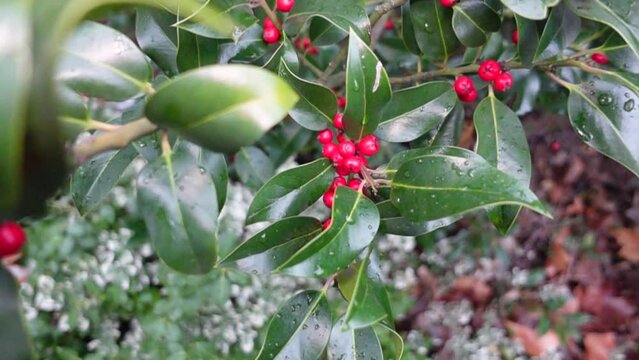 Red poisonous berries of a holly in winter . Typical German winter plant outdoors in nature . Glowing red holly fruits . Typical german holly christmas flora plant .
