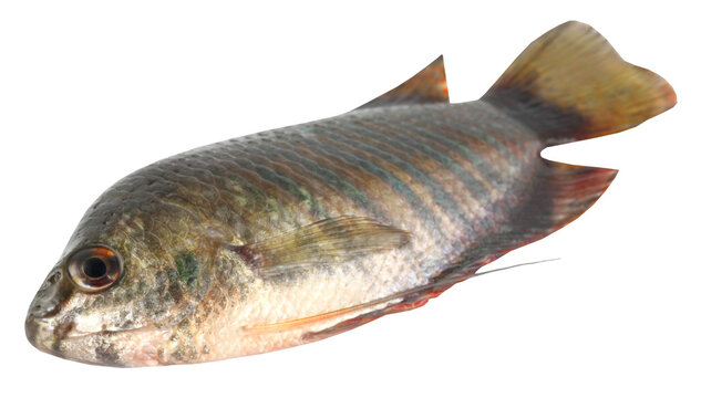 Banded gourami of Southern Asia