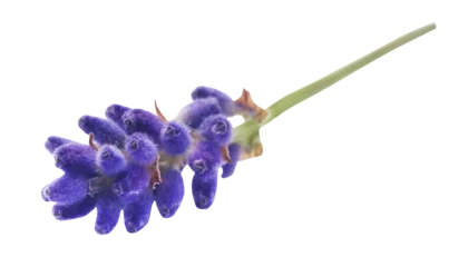 Rolgordijnen Lavender flower © Swapan