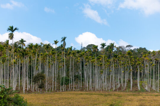 areca nut or betel nut palm tree plantation