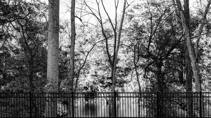 Calm Catawba River and woods behind steel fence in Rock Hill, South Carolina. Black and white.