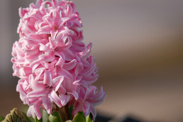 Close up view of blooming pink hyacinth flower.