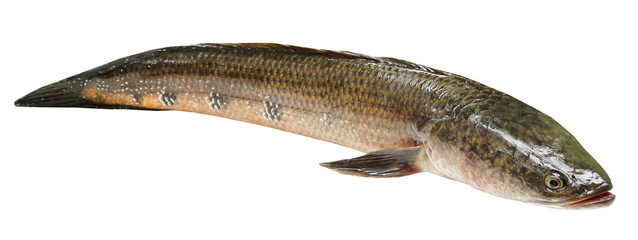 Giant Snakehead known as gozar fish in Bangladesh