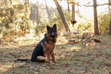 Full length portrait of friendly adult black and tan German Shepherd dog looking at camera and posing outdoors in a autumn forest, park. Pet on nature