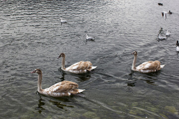 water birds in Gmunden at Traunsee, Austria, Europe