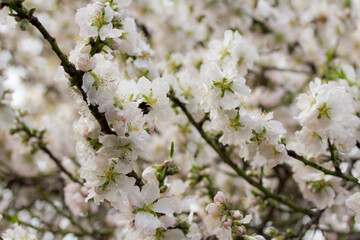 Fototapeta premium Almendro