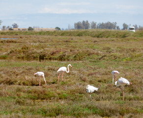 flamingo birds walk on the dam of the river