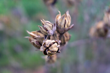 close up on a plant seed