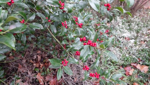 Red poisonous berries of a holly in winter . Typical German winter plant outdoors in nature . Glowing red holly fruits . Typical german holly christmas flora plant .