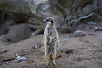 A cute meerkat on the lookout 