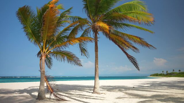 Two palm trees on the beach with white sand. Beautiful tropical nature