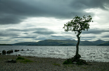 Fototapeta na wymiar Loan tree on stormy Loch Lomond