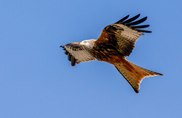 Red kite in flight