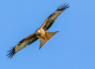 red kite in flight