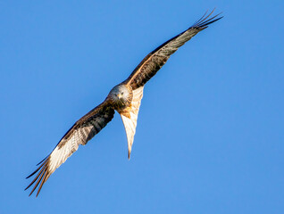 Red Kite in Flight