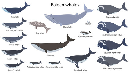 ヒゲクジラ類の鯨16種類。フラットなベクターイラストセット。大きさを比較したイラスト。
Size comparison illustration featuring sixteen species of baleen whales, each with its respective caption. 
Flat designed vector illustration set.