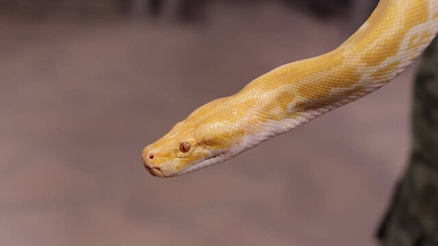 Beautiful Python molurus albina on tree branch