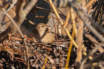 Eurasian Wren perched on a tree branch