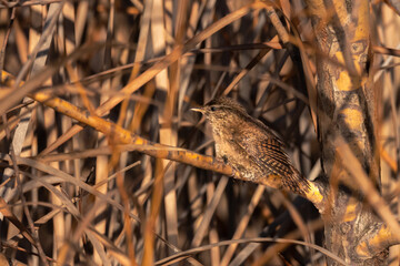Eurasian Wren perched on a tree branch