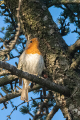 European Robin perched on a tree branch