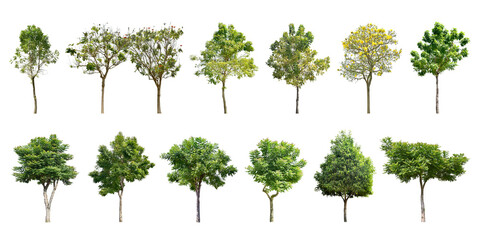 Collection Trees and bonsai green leaves. total 13 trees. (png)