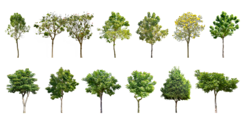 Collection Trees and bonsai green leaves. total 13 trees. (png)