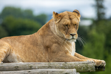 lion in the grass