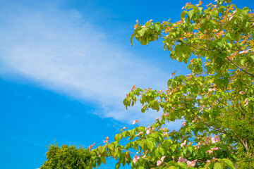 Blossoming tree branches on blue sky background