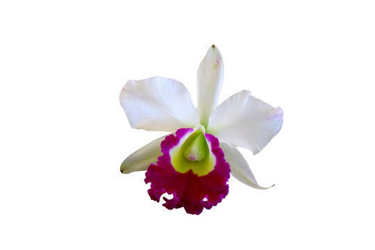 Isolated image of a beautiful Cattleya orchid in Thailand used as a background image - textured image on a white background.