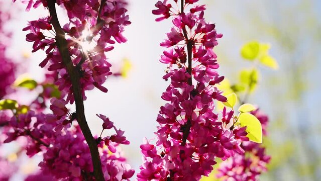 Natural floral Spring background. Beautiful flowering tree branches against the blue sky. Bright pink flowers on tree, sun rays through branches. Lush flowering tree in the park 