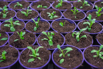 Selective Close-up of green seedling.Green plant growing from seed in pots