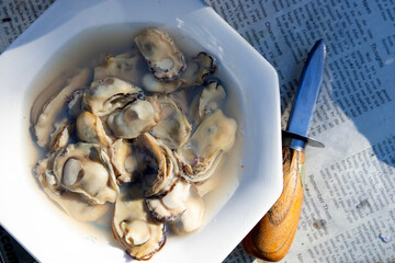 Shucked oysters in a bowl.