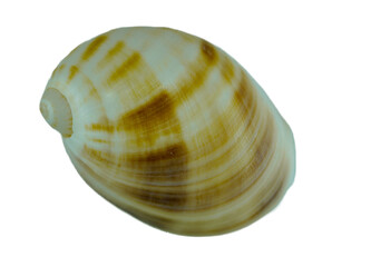 seashell isolated