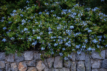Plumbago capensis