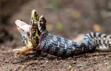 Frog and snake