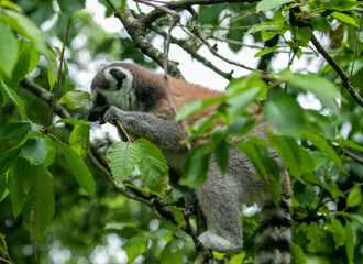 Lemur in tree