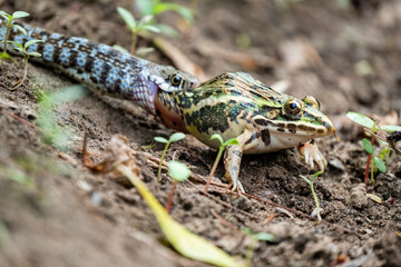 Frog and snake