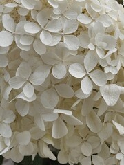 Elegant aesthetic white hydrangea flower head