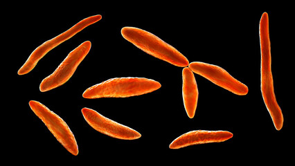 Ustilago maydis, a fungal pathogen affecting corn plants. 3D illustration displaying its unique morphological features