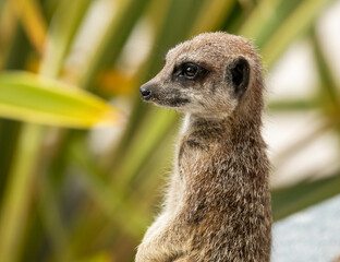 Obraz premium meerkat on guard duty