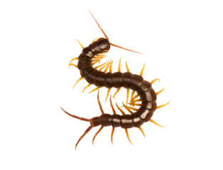 centipede (Scolopendra sp.) centipede isolated on transparent background with clipping path, centipede with clipping path and alpha channel.  for both printing and web pages. 