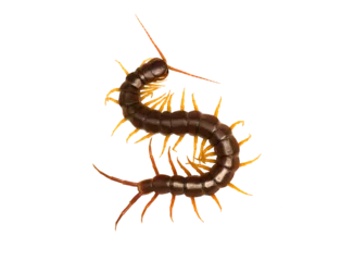 Foto op Plexiglas centipede (Scolopendra sp.) centipede isolated on transparent background with clipping path, centipede with clipping path and alpha channel.  for both printing and web pages.  © Gan