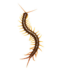 centipede (Scolopendra sp.) centipede isolated on transparent background with clipping path, centipede with clipping path and alpha channel.  for both printing and web pages. 