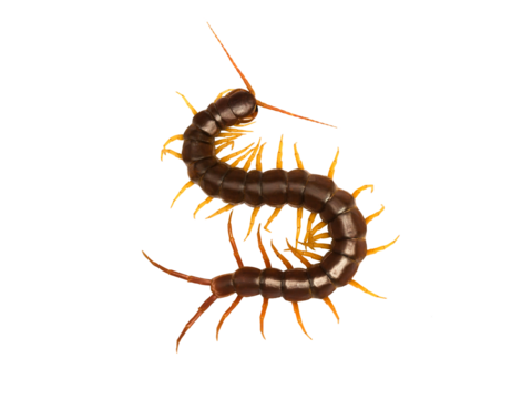 centipede (Scolopendra sp.) centipede isolated on transparent background with clipping path, centipede with clipping path and alpha channel.  for both printing and web pages. 