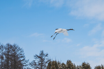 鶴居村のタンチョウ