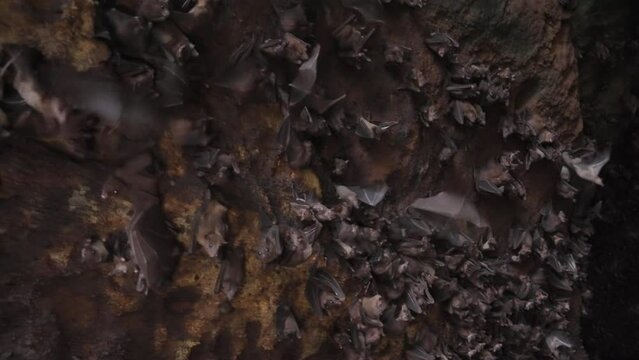 Cave wall of flying foxes scattering away in fear. Spooky habitat of flock of bats in mountains. Explore tropical fauna. flying dogs family inside a rock shelter. Film grain pixel texture. Slow motion